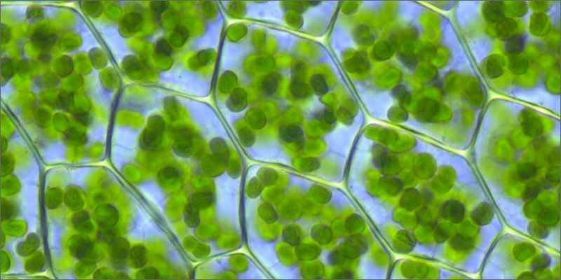 5 причин заниматься спортом под марихуаной