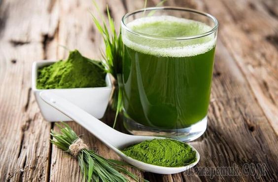 Спирулина: Какая польза для организма