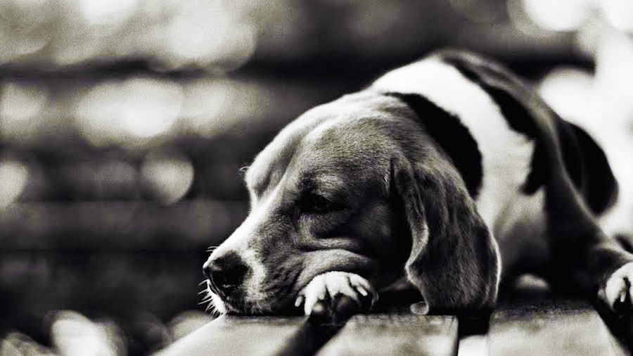 Грусть длится в 240 раз дольше других эмоций