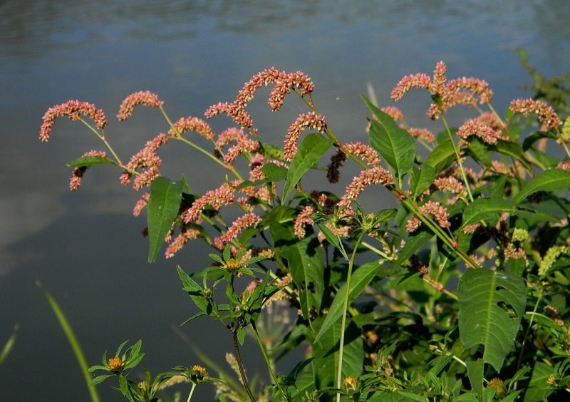 Как остановить месячные