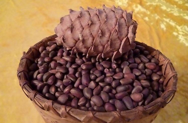 Применение кедровой настойки в народной медицине