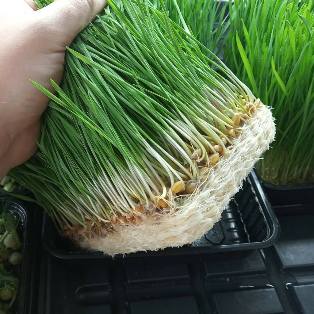 Свежие ростки пшеницы и витграсс