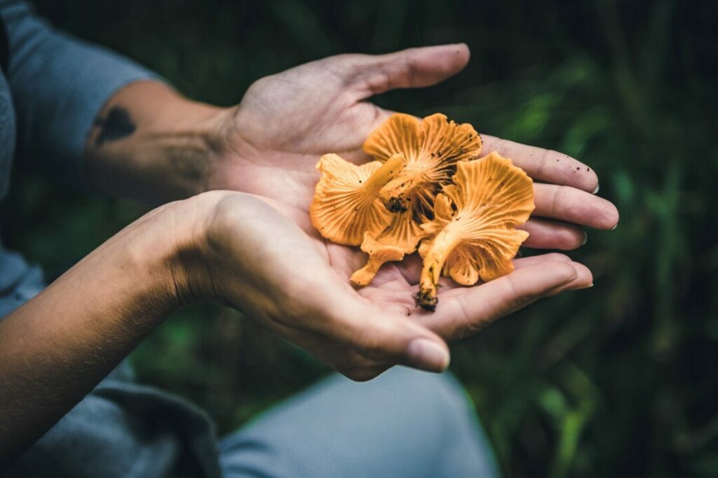 Как правильно собирать грибы