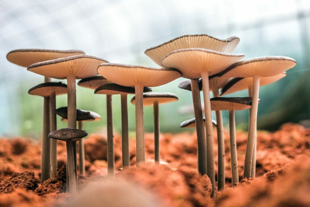 Как правильно собирать грибы