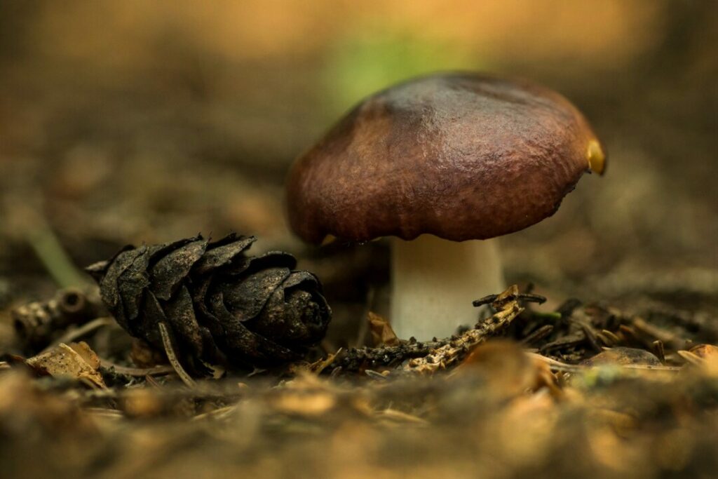 Как правильно собирать грибы