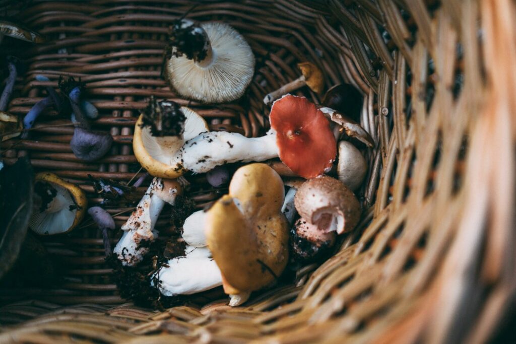 Как правильно собирать грибы