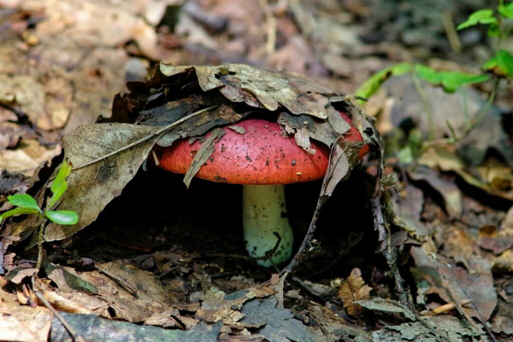 Как правильно собирать грибы